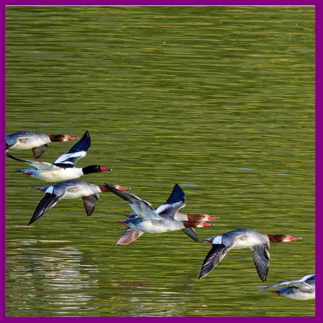 Common Mergansers