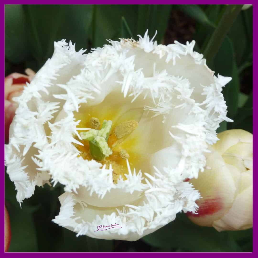 Tulips Galore