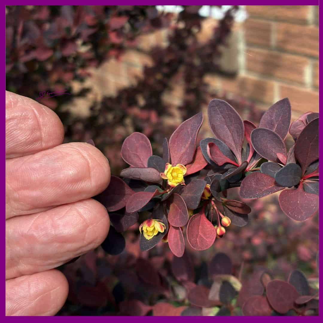 Japanese Barberry Flowers