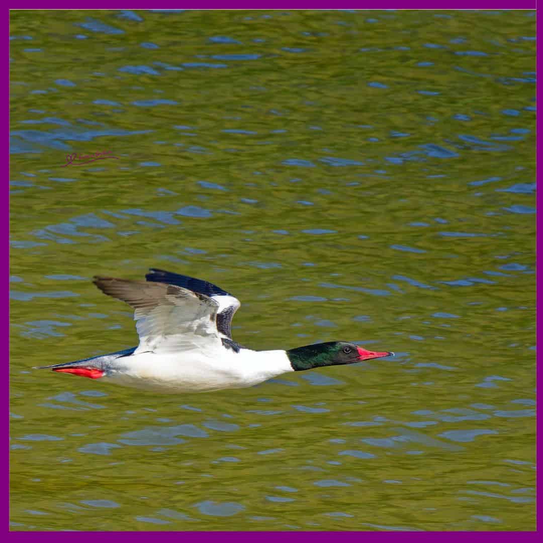 Common Mergansers