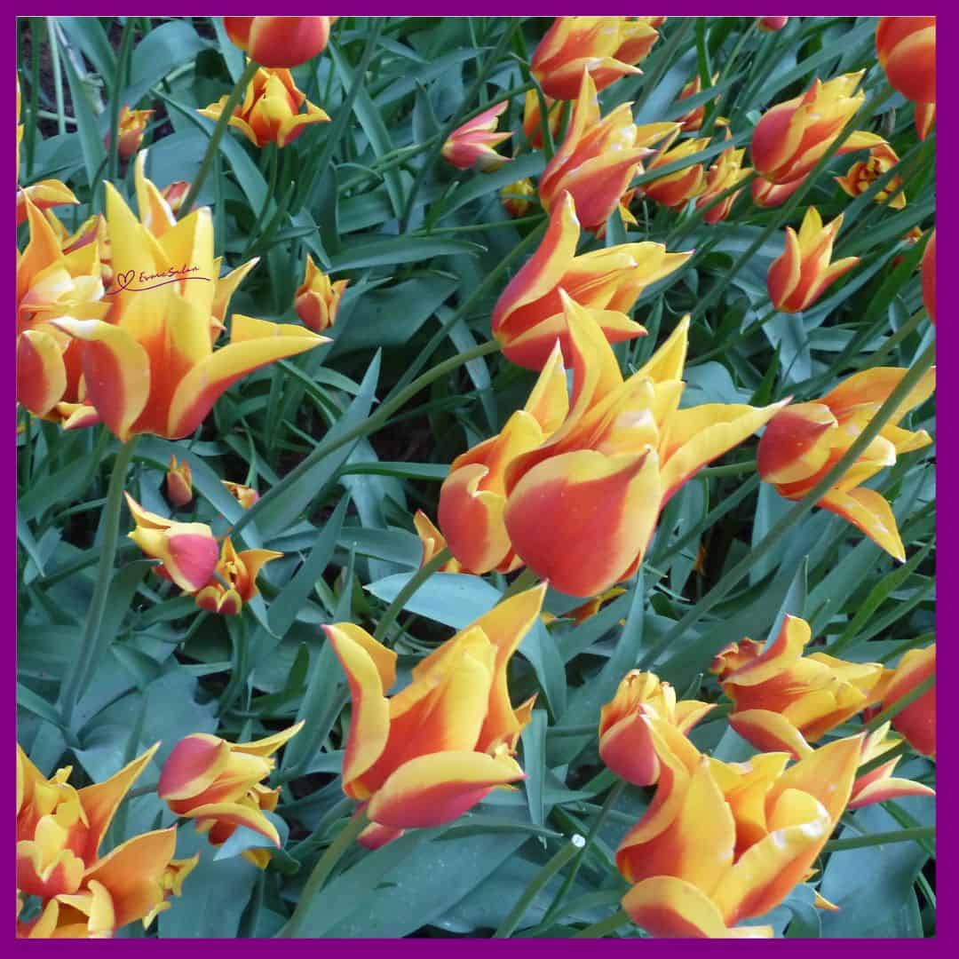 Tulips Galore