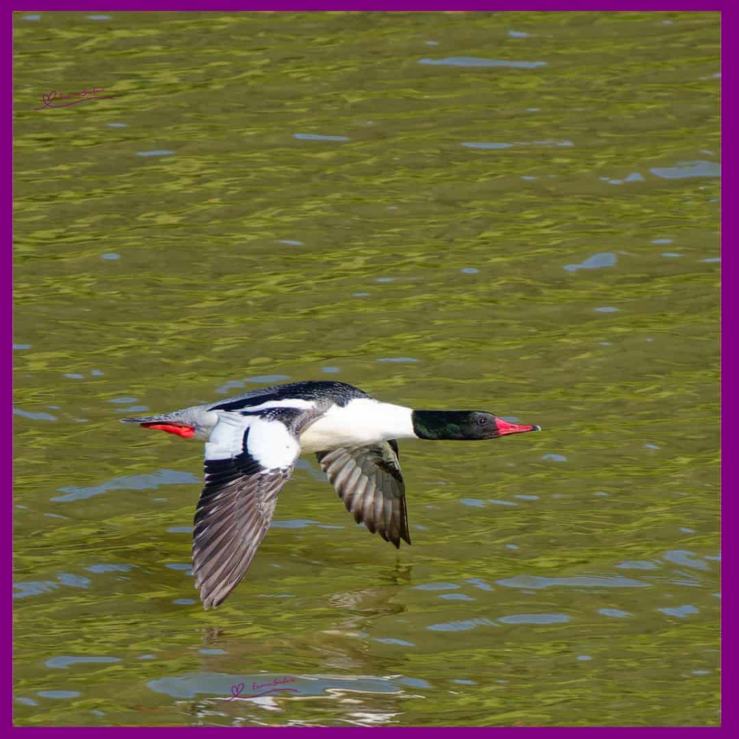 Common Mergansers