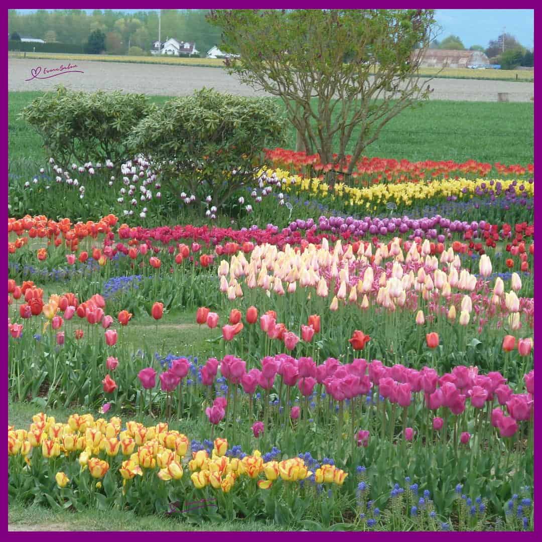 Tulips Galore
