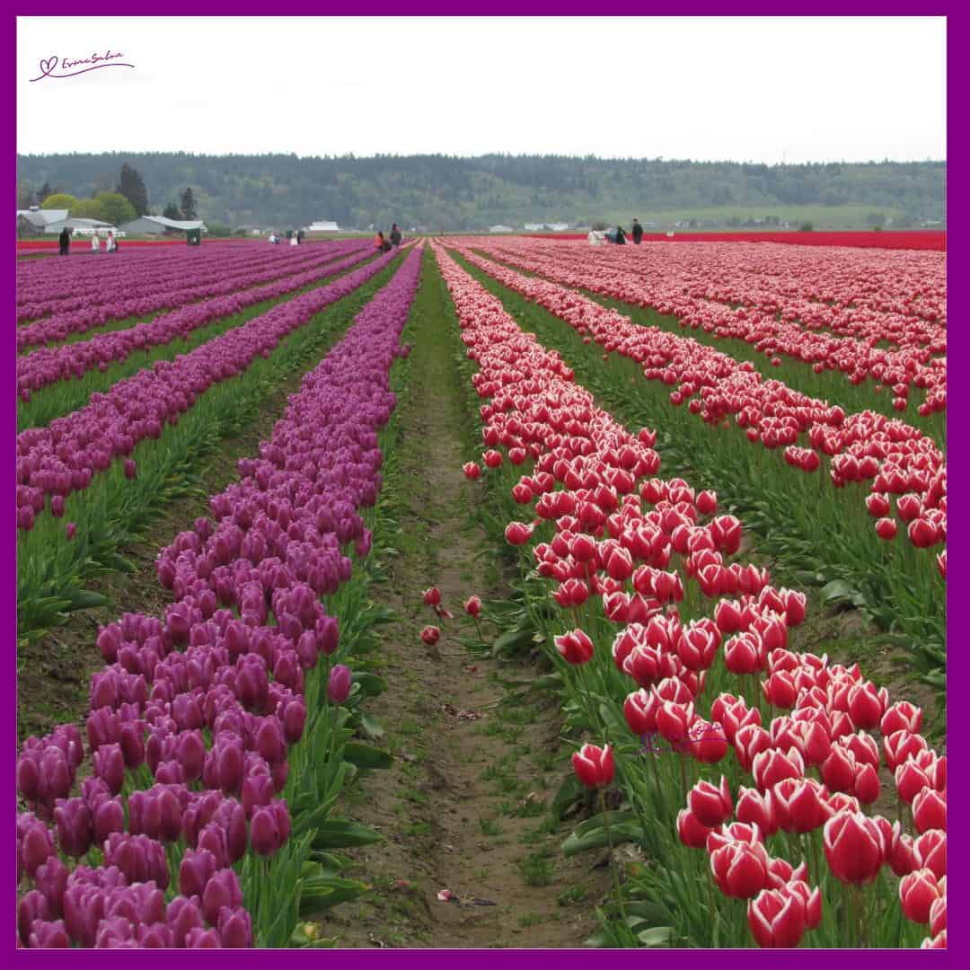 Tulips Galore