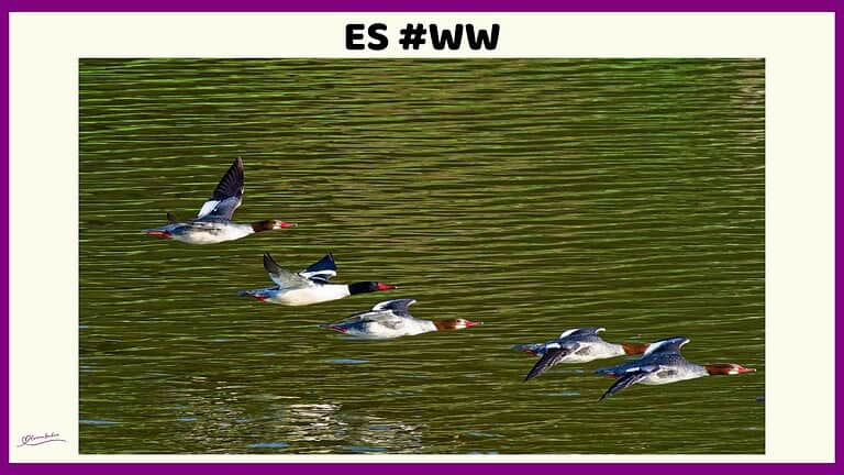 ES #121 #WordlessWednesday
