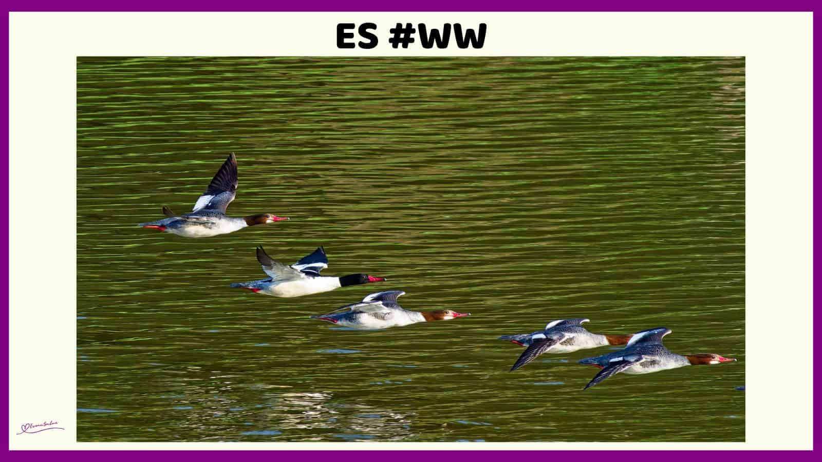 ES #121 #WordlessWednesday