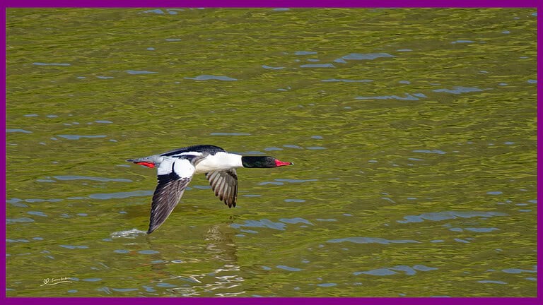 Common Mergansers