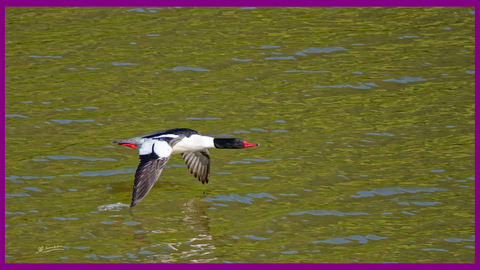 Common Mergansers
