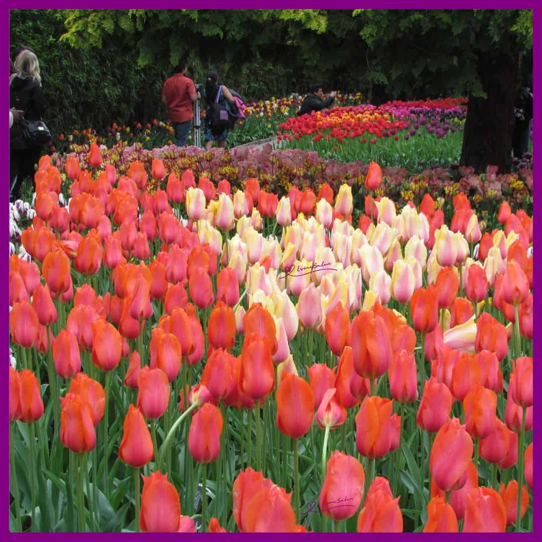 Tulips Galore