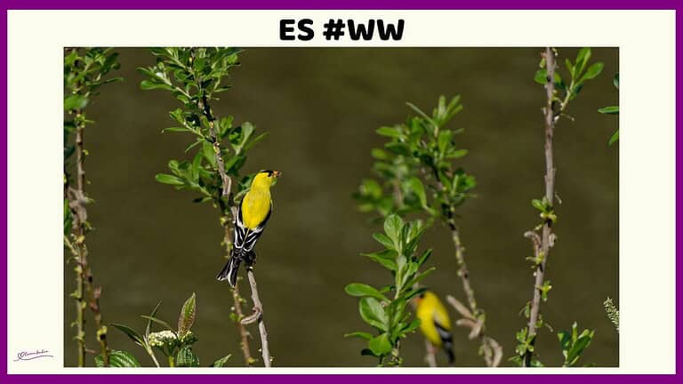 ES #125 #WordlessWednesday