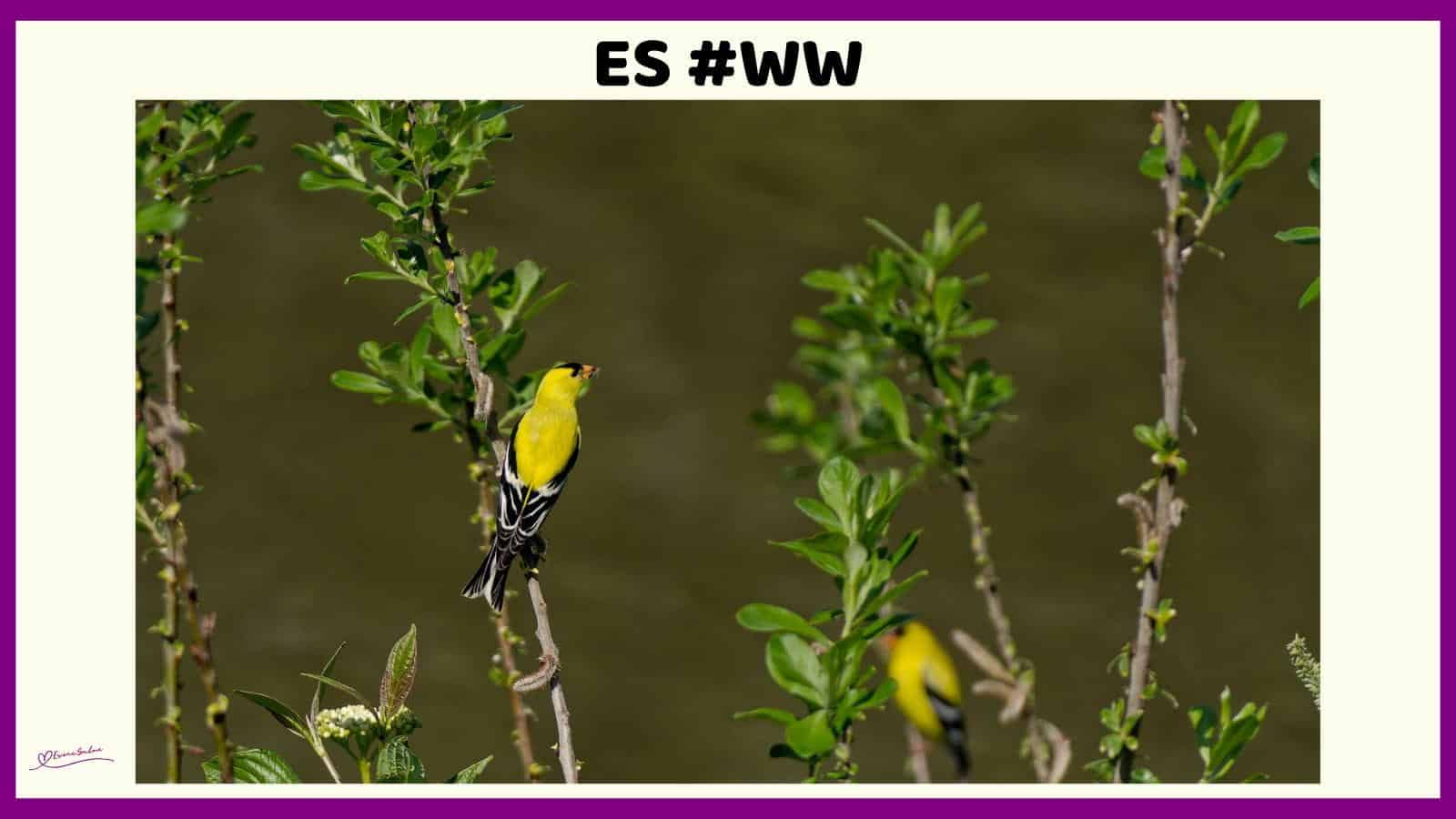 ES #125 #WordlessWednesday
