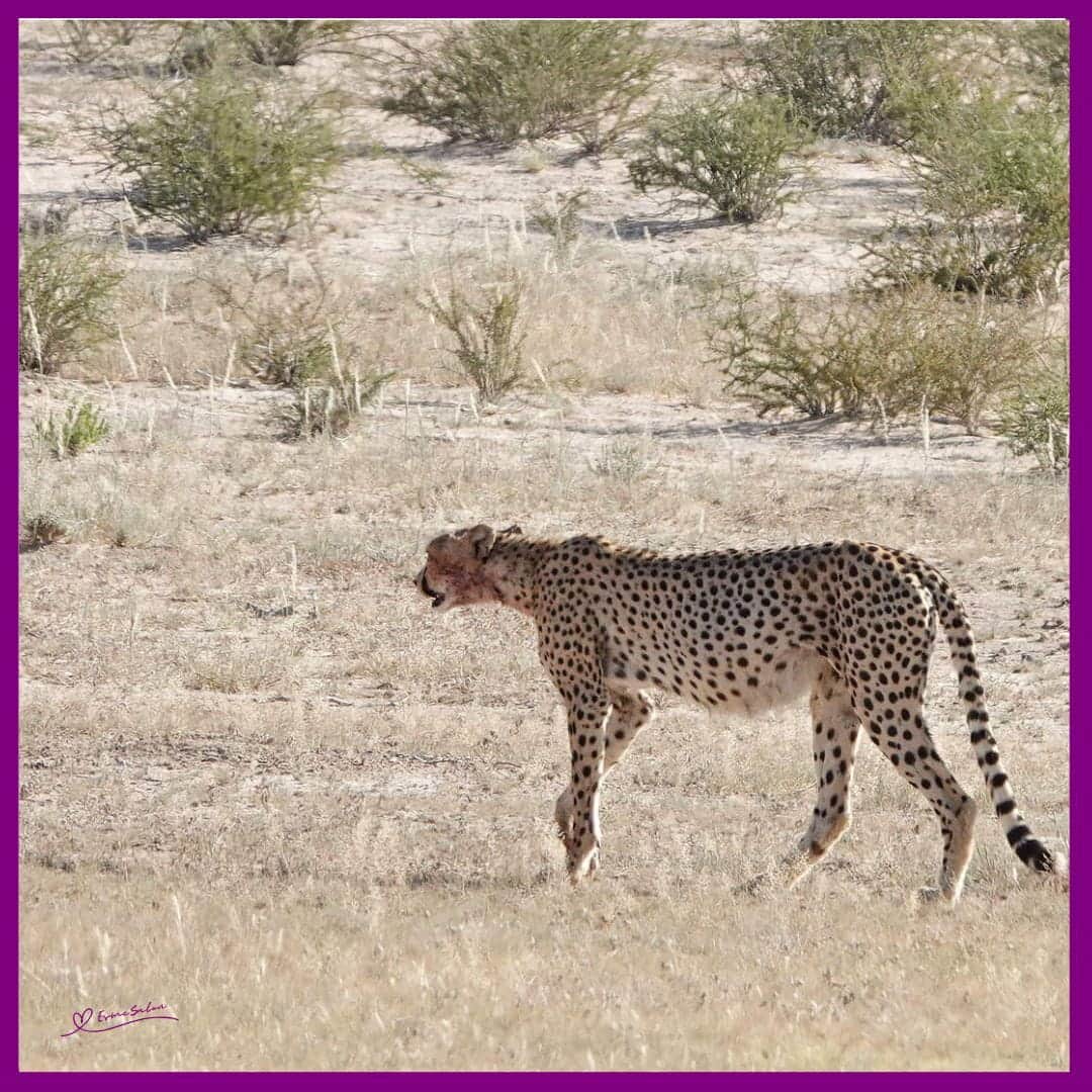 Cheetah The Fastest Land Animal