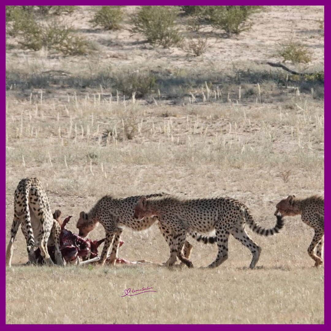 Cheetah The Fastest Land Animal