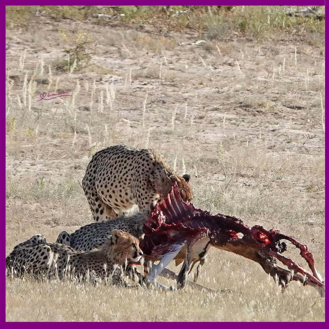 Cheetah The Fastest Land Animal