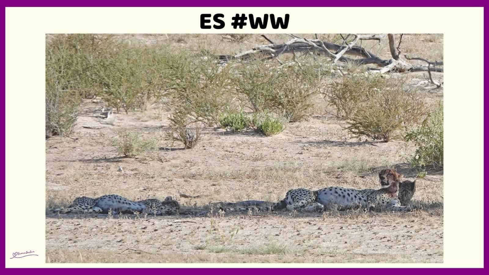 ES #122 #WordlessWednesday