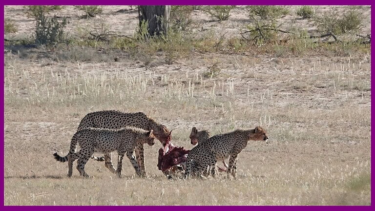 Cheetah The Fastest Land Animal