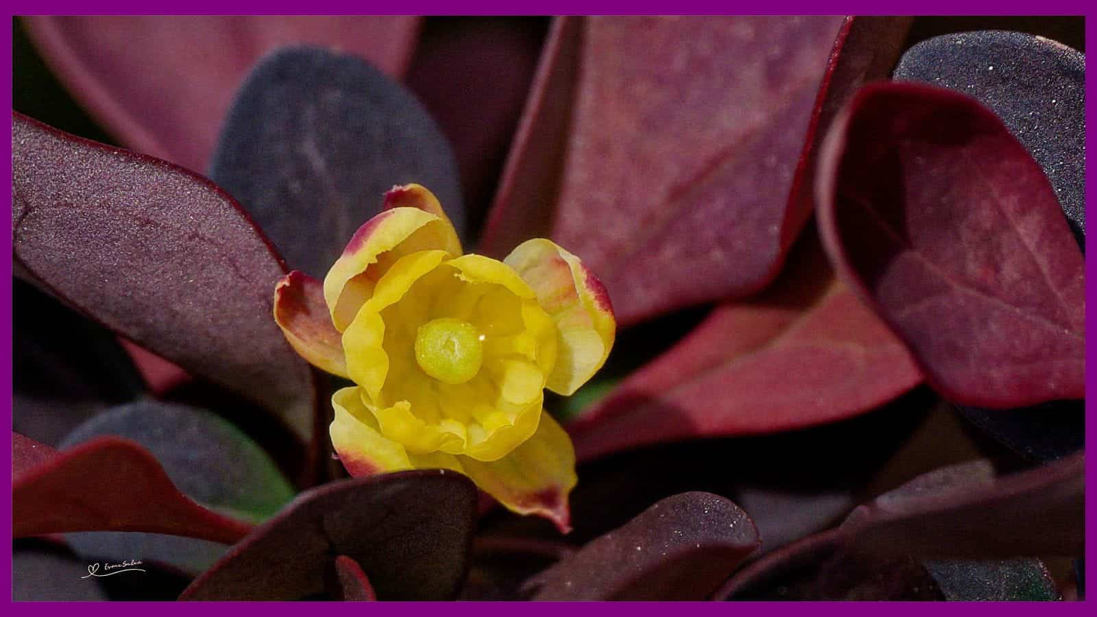 Japanese Barberry Flowers