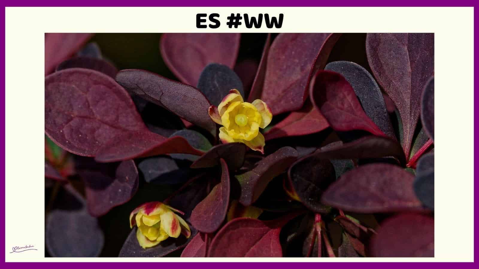 ES #123 #WordlessWednesday