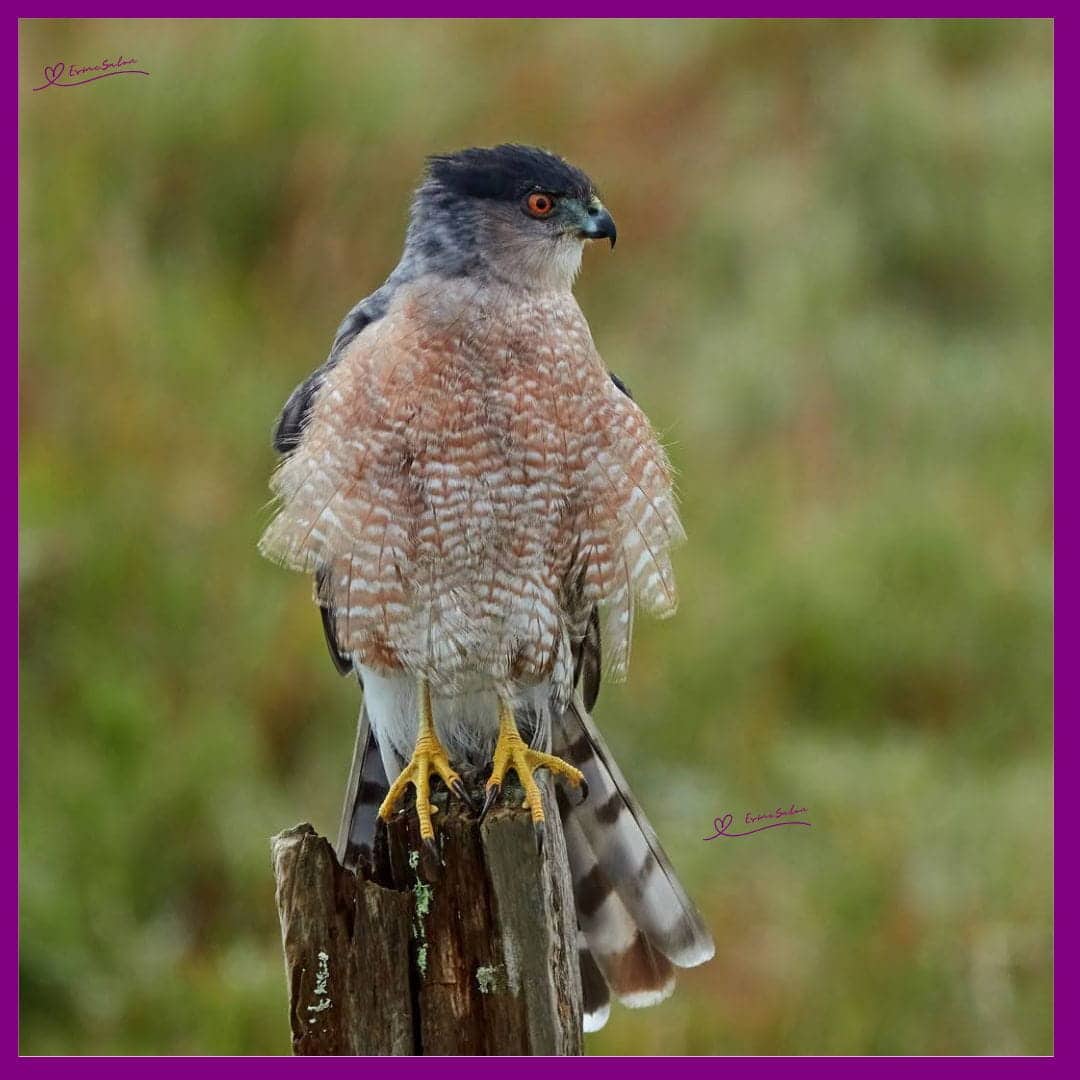 Raptors Birds of Prey