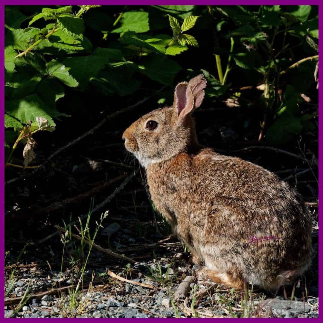 Rabbit