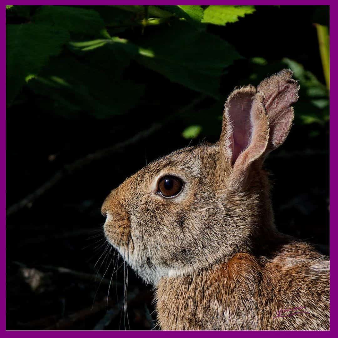Rabbit