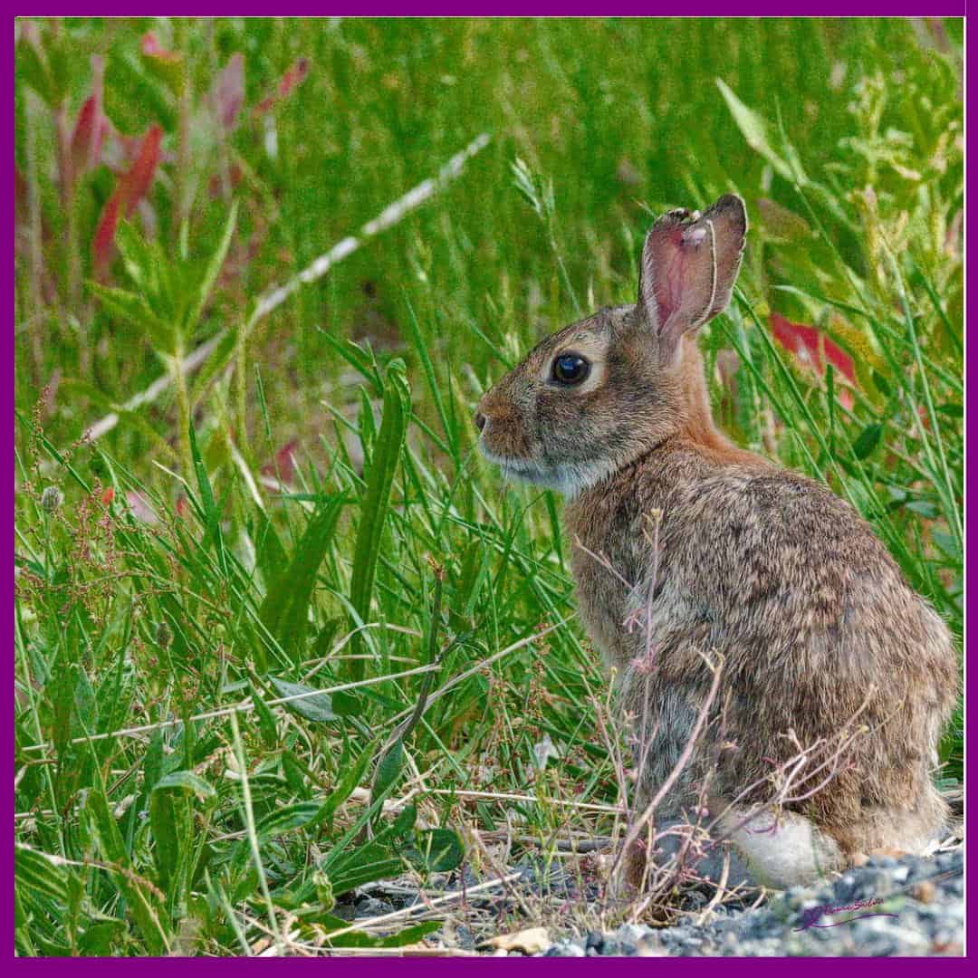 Rabbit