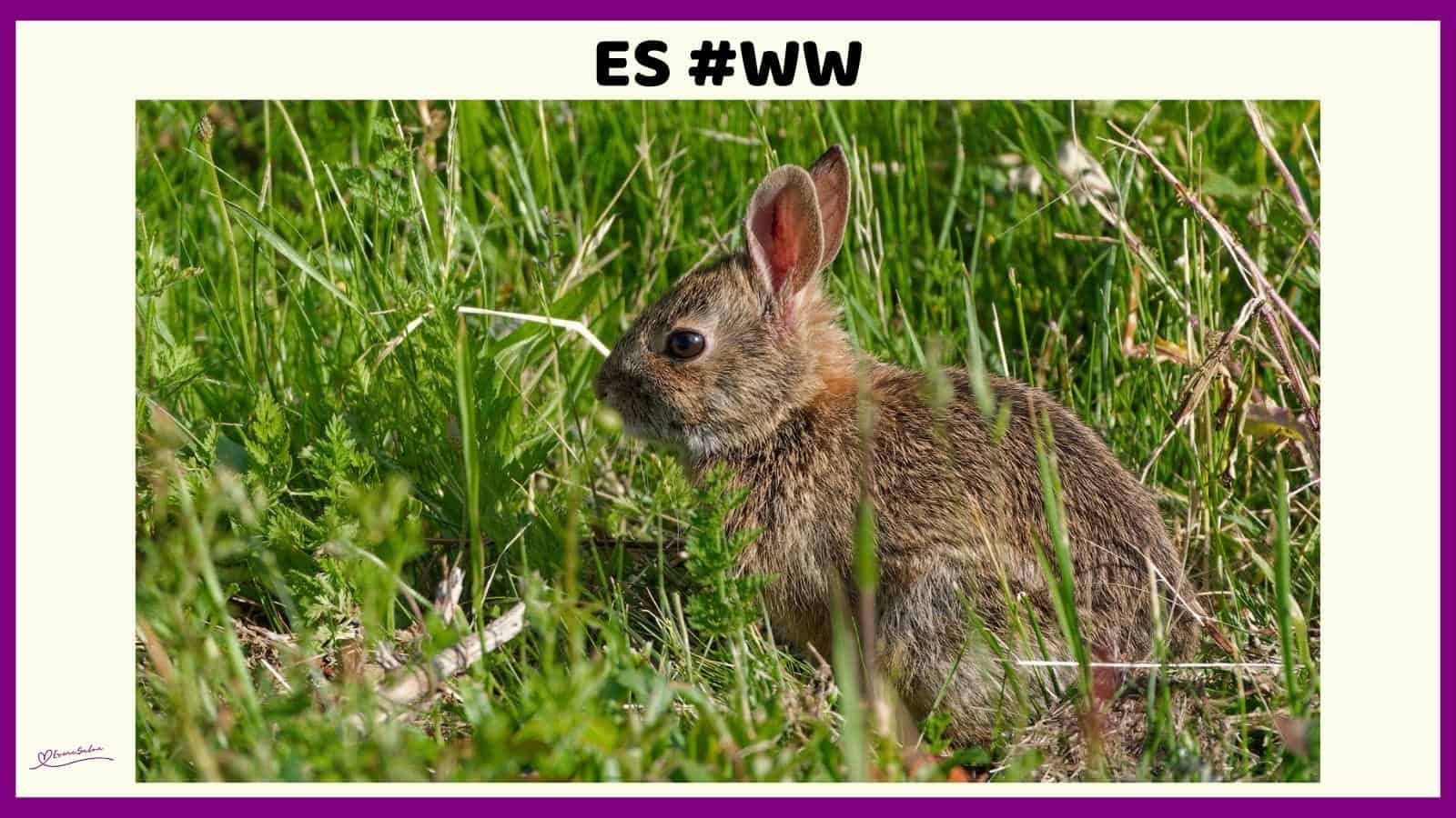 ES #131 #WordlessWednesday