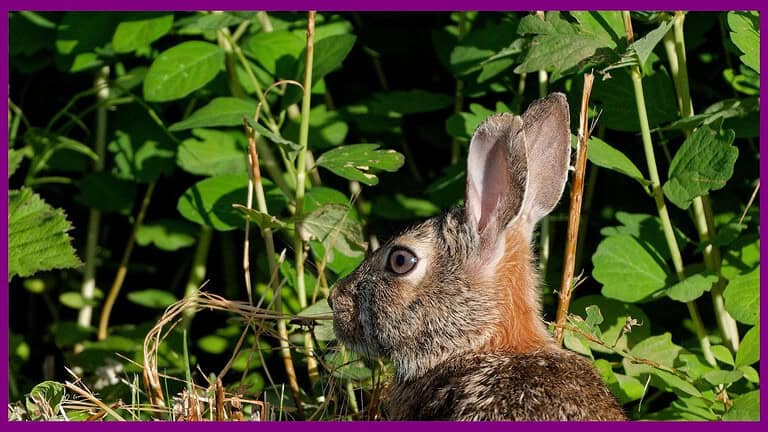 Rabbit