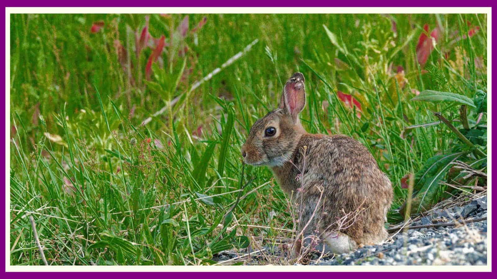 Rabbit