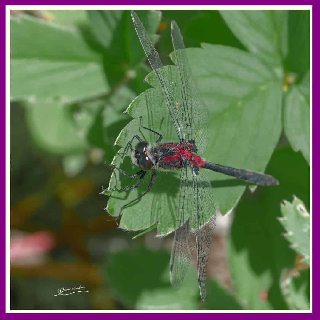 ES #138 #WordlessWednesday