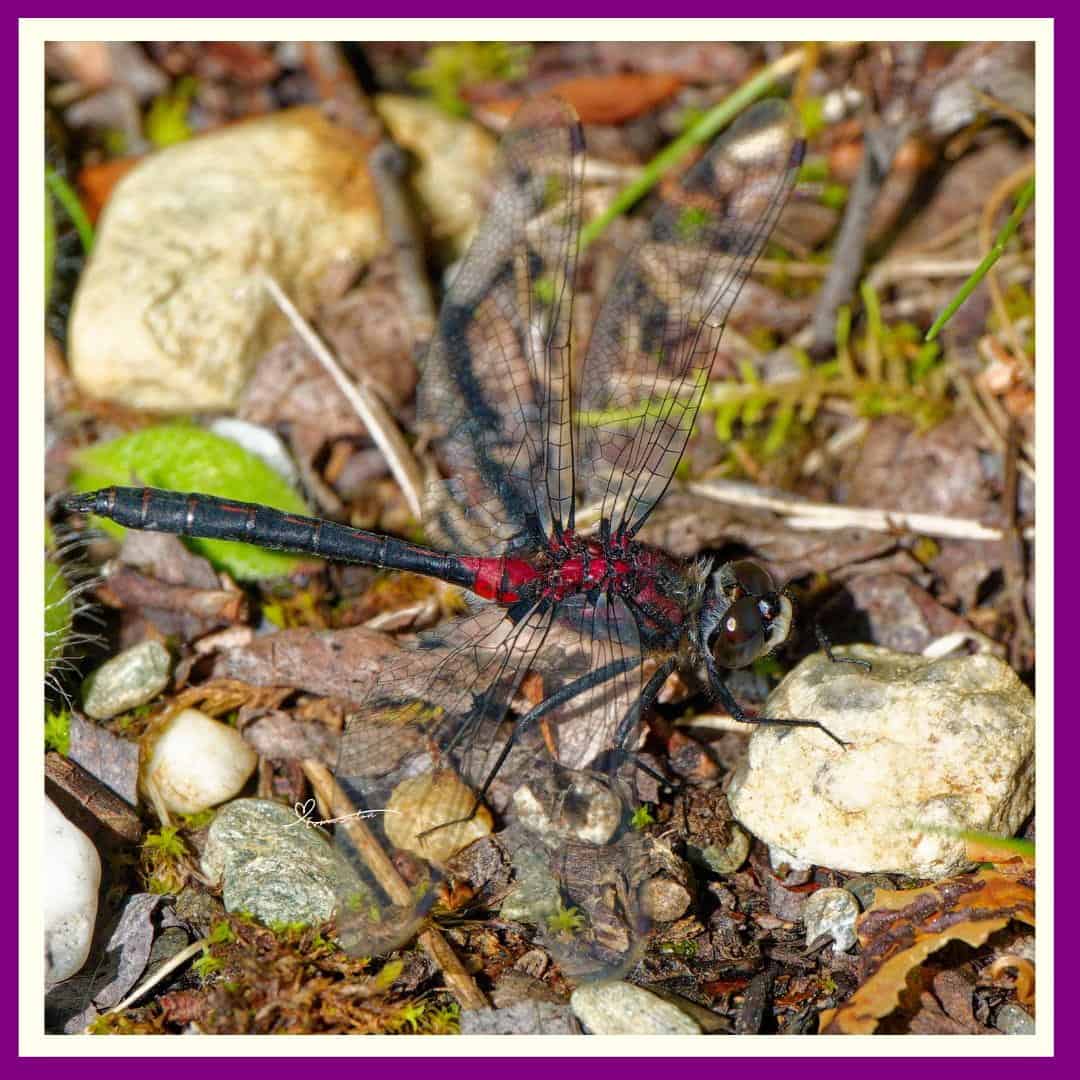 Dragonflies are Incredible Hunters