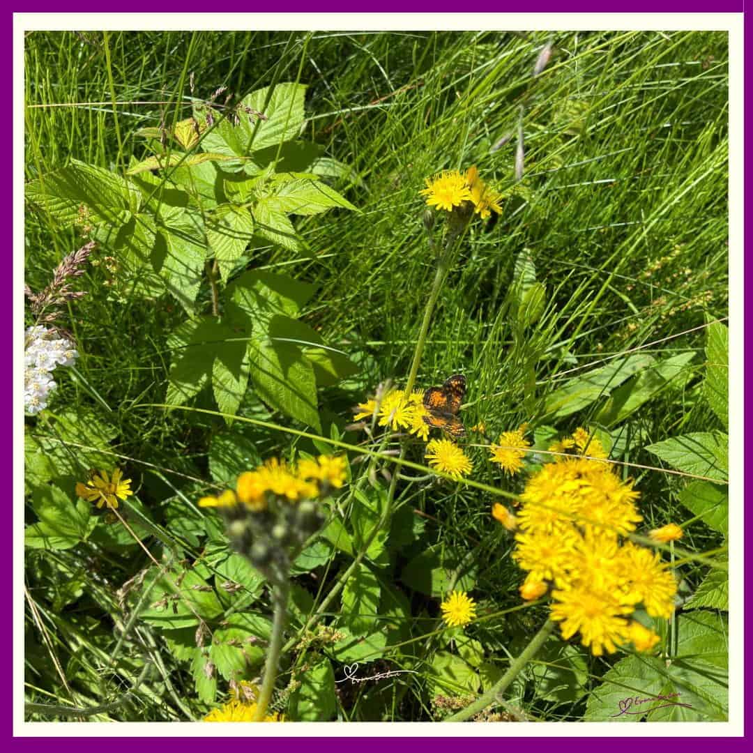 Wildflowers don't care where they grow