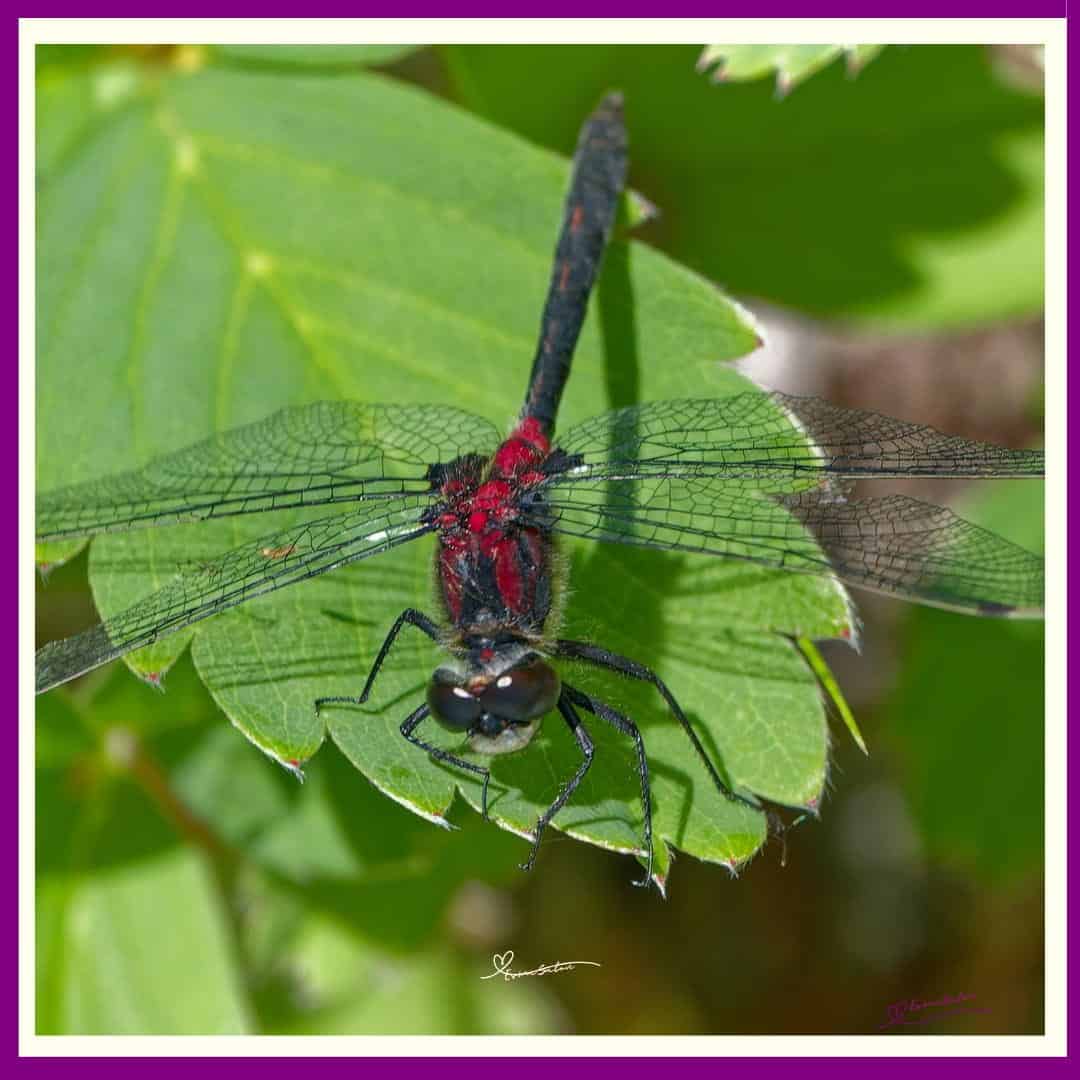 Dragonflies are Incredible Hunters