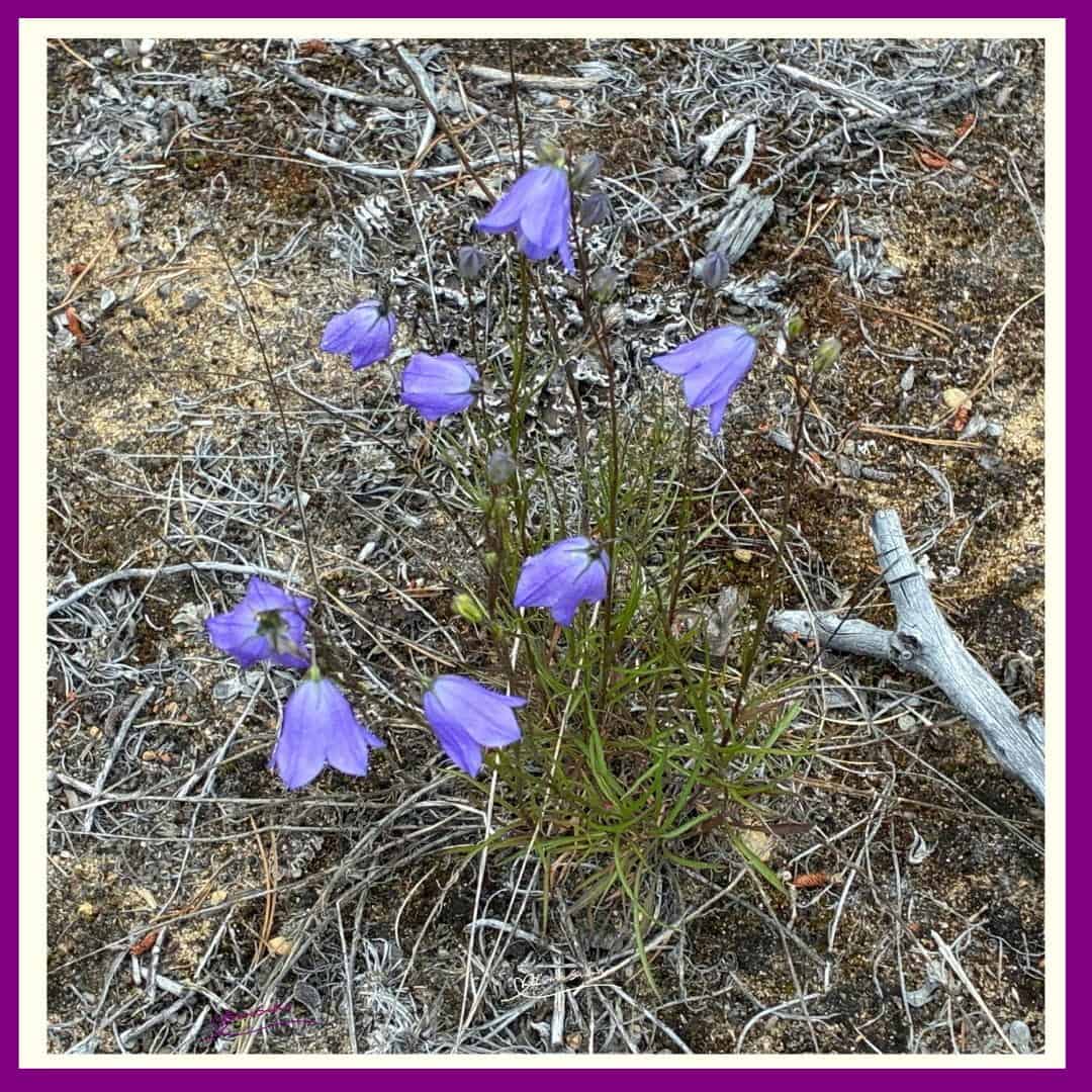 Wildflowers don't care where they grow