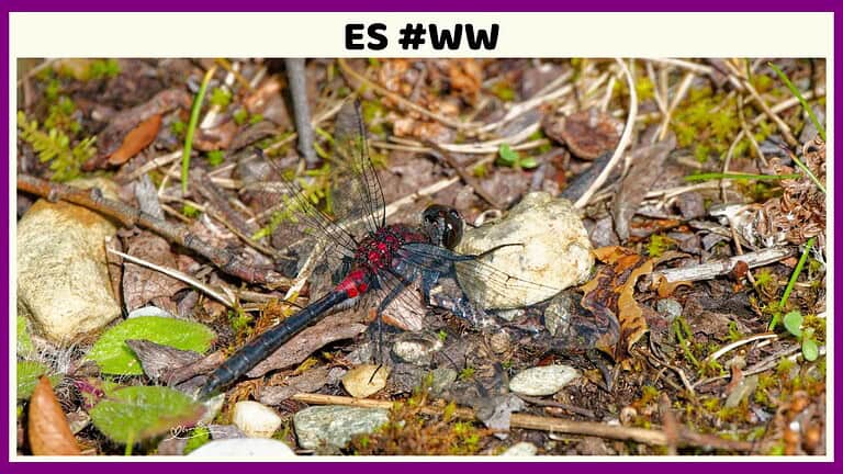 ES #138 #WordlessWednesday