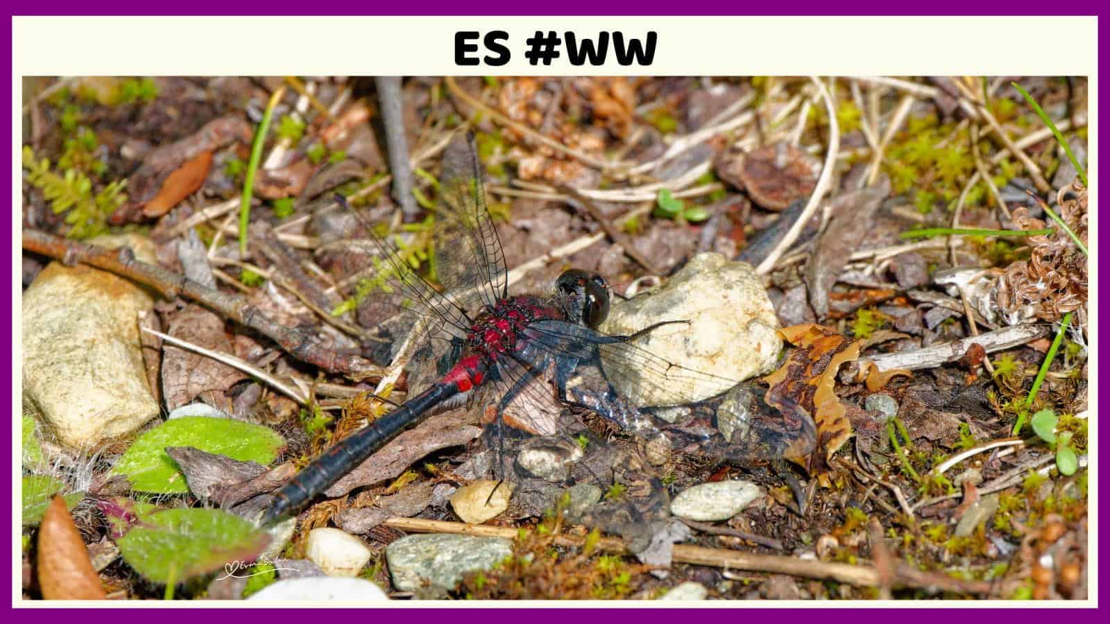 ES #138 #WordlessWednesday