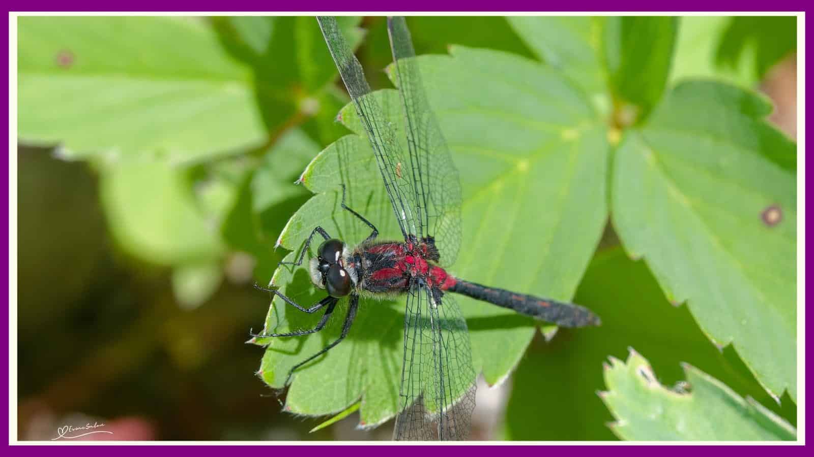 Dragonflies are Incredible Hunters
