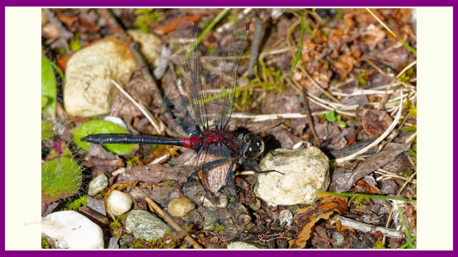 Dragonflies are Incredible Hunters