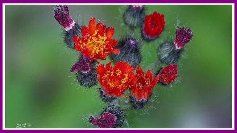 Wildflowers don't care where they grow