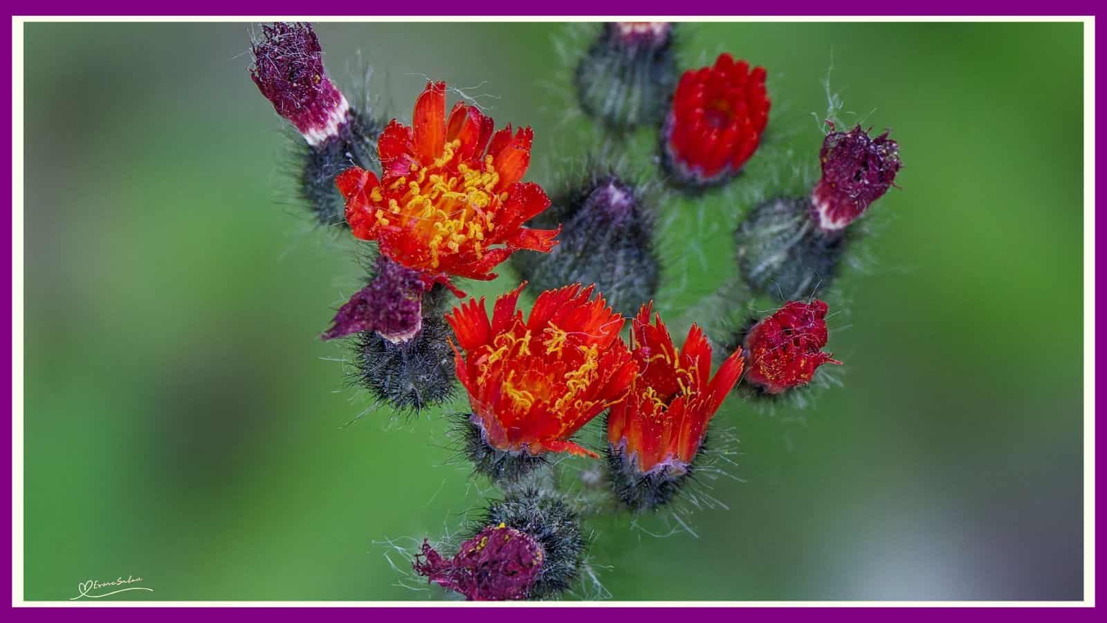Wildflowers don't care where they grow
