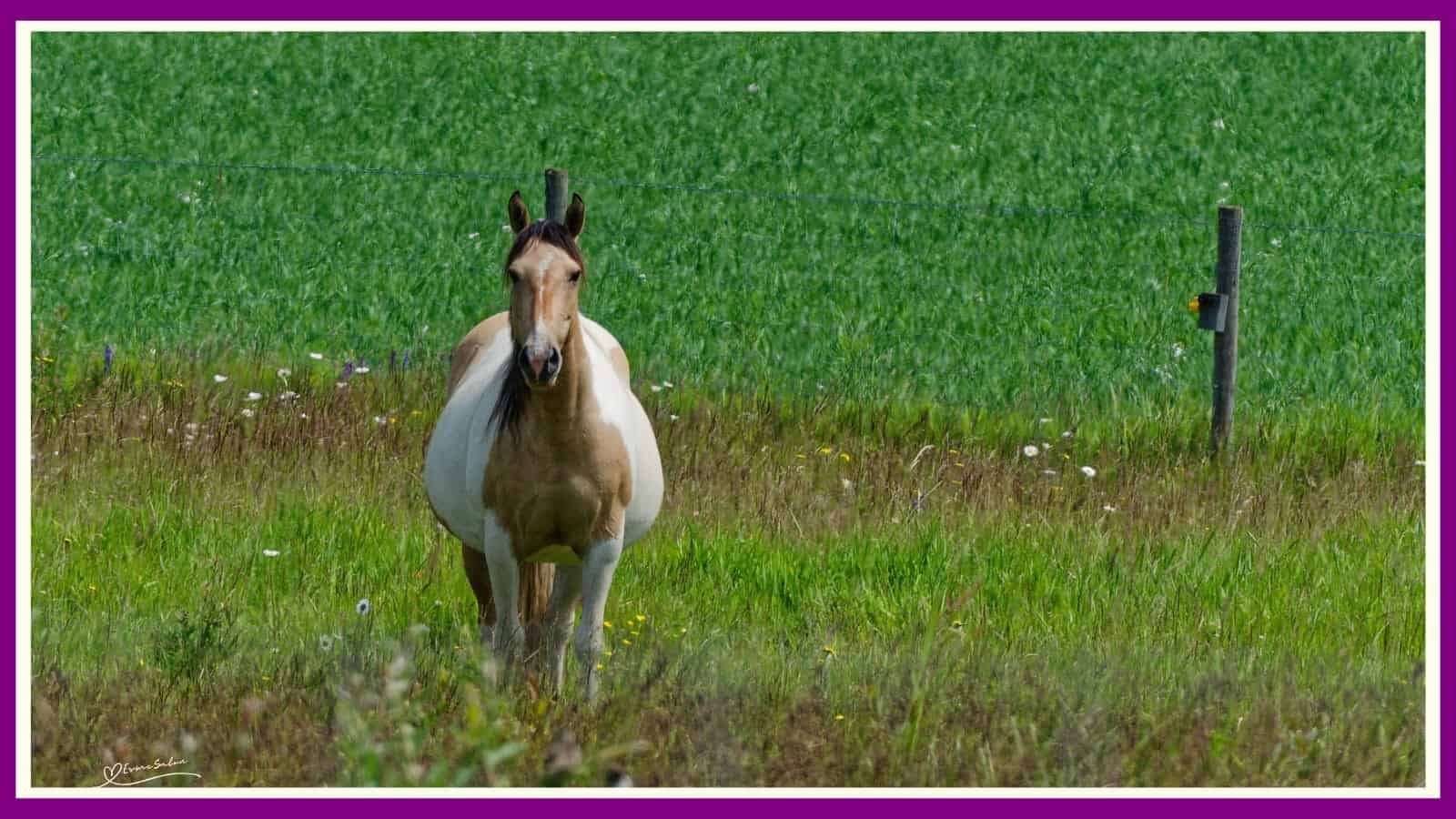 Horses lend us the wings we lack