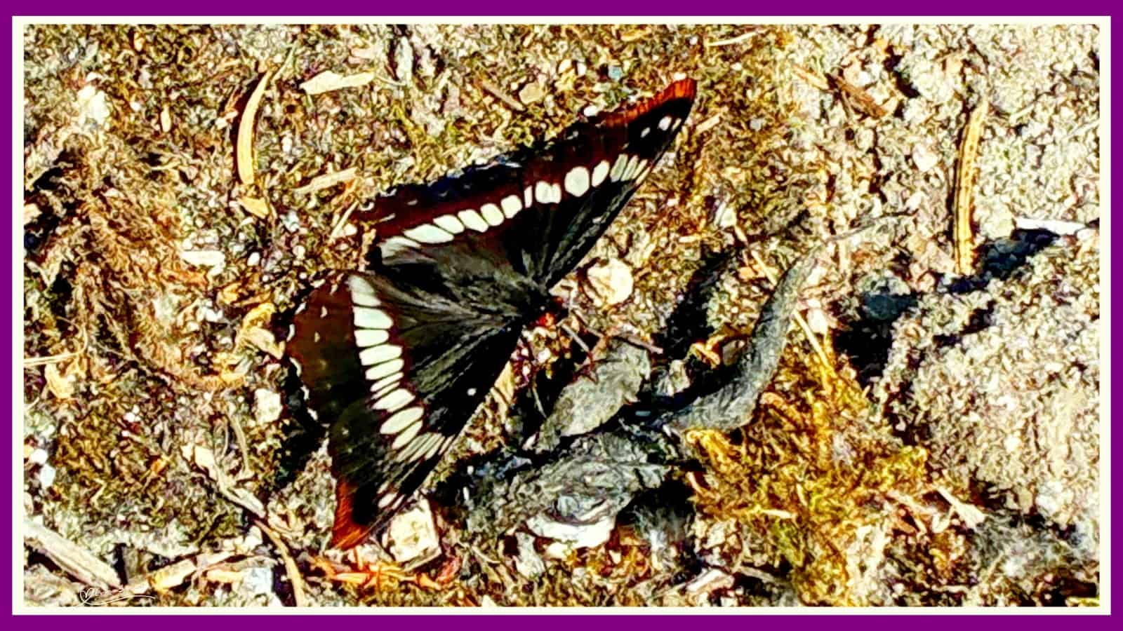 Spread Your Wings and Fly