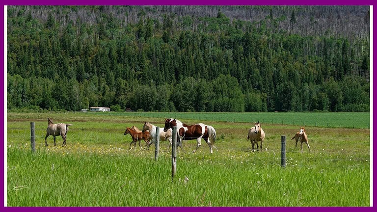 Horses lend us the wings we lack