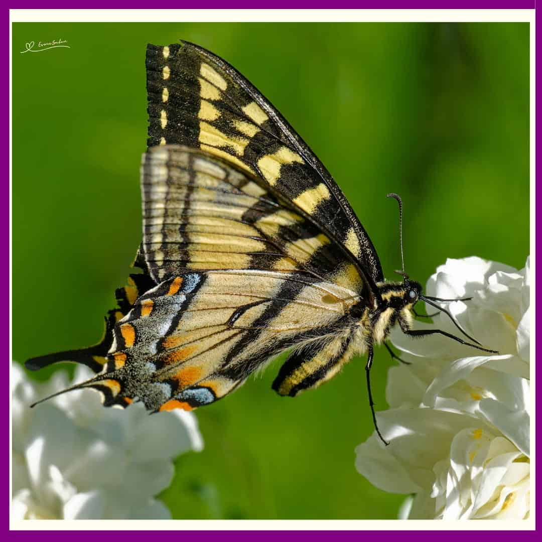 Spread Your Wings and Fly