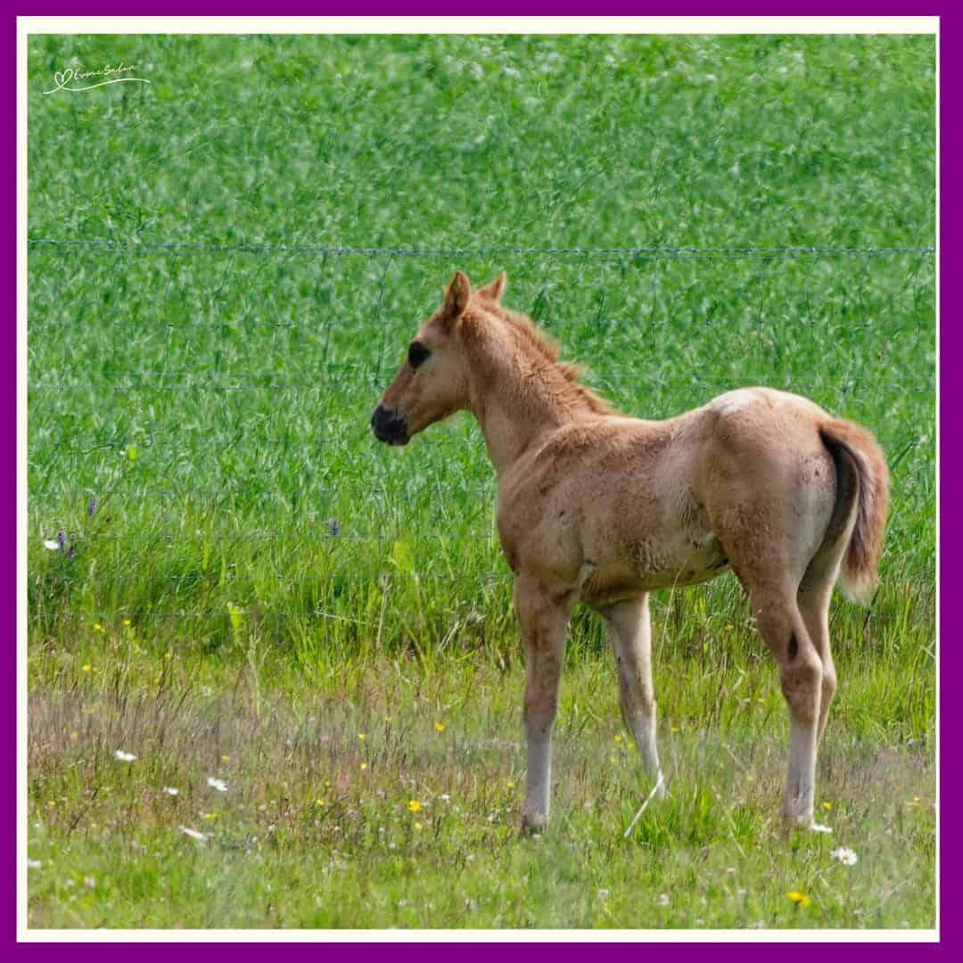 Horses lend us the wings we lack