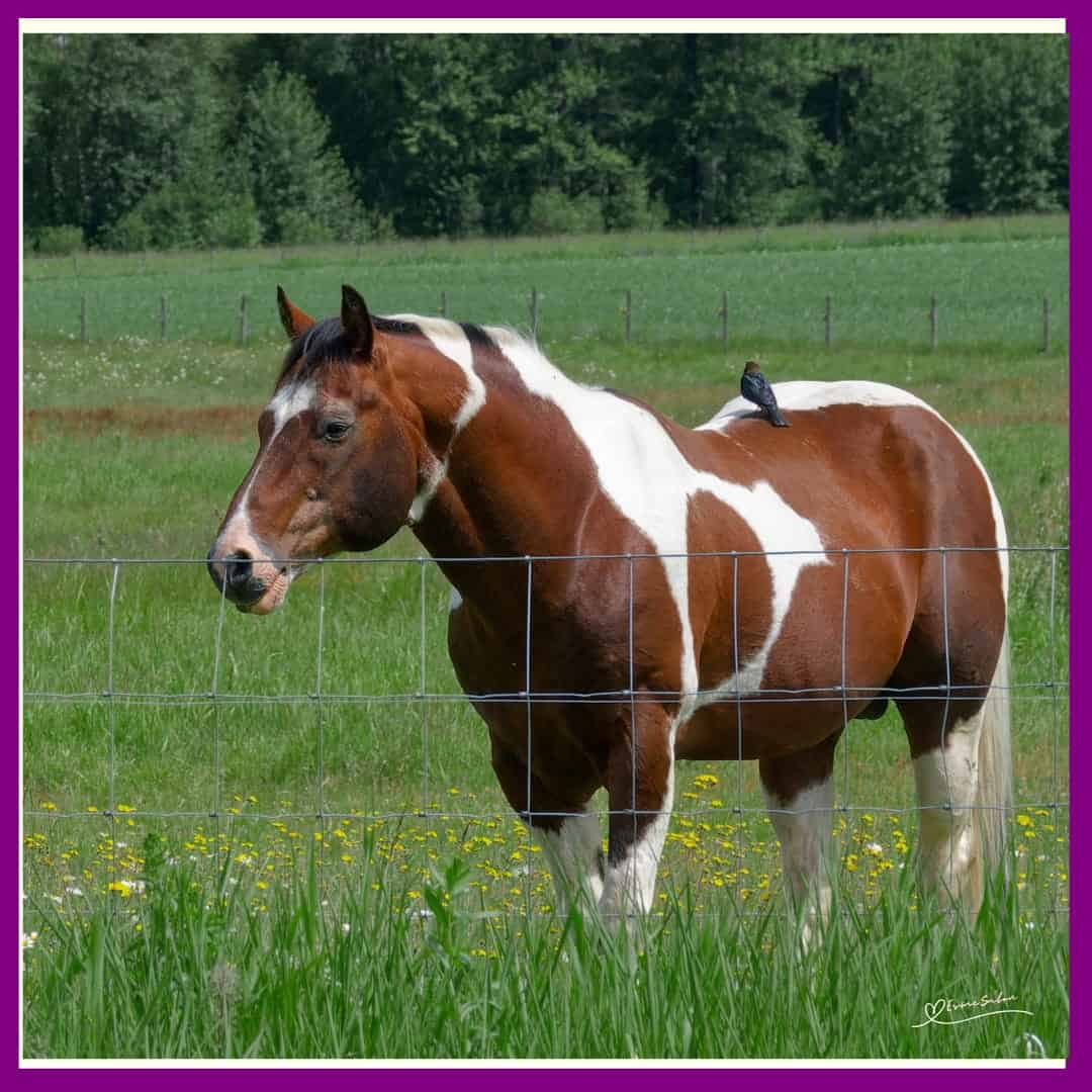 Horses lend us the wings we lack