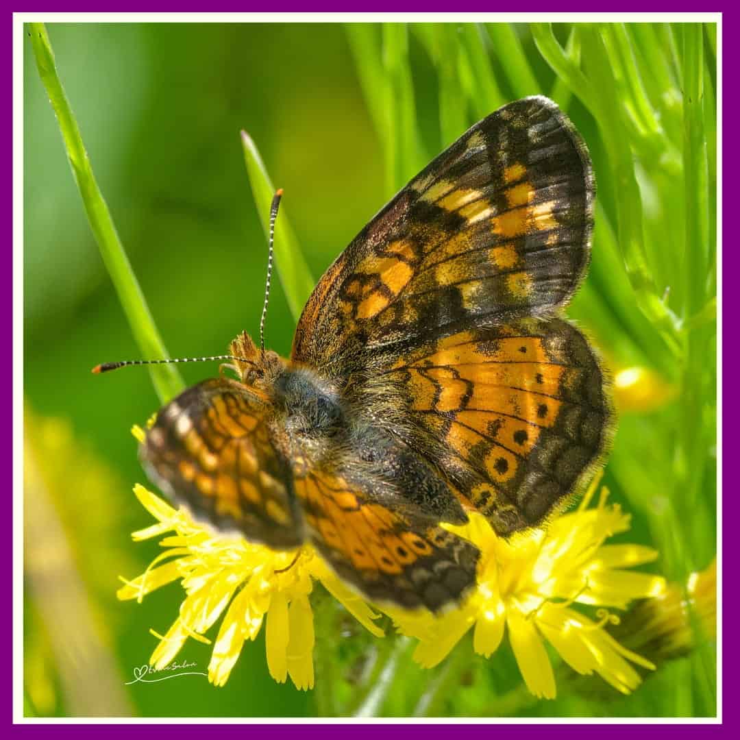 Spread Your Wings and Fly