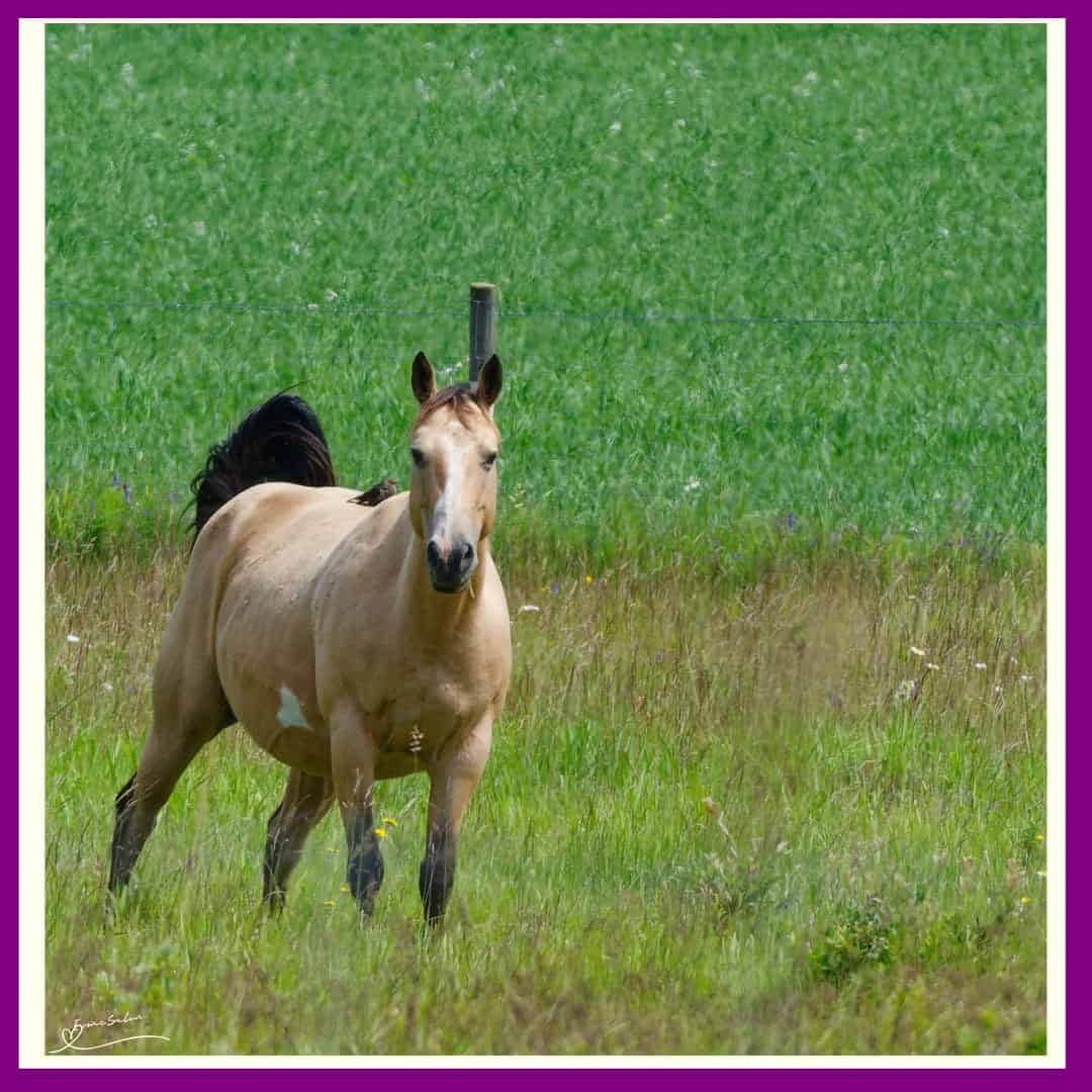 Horses lend us the wings we lack