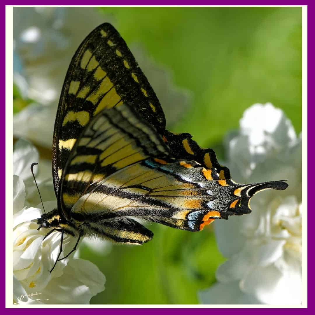 Spread Your Wings and Fly