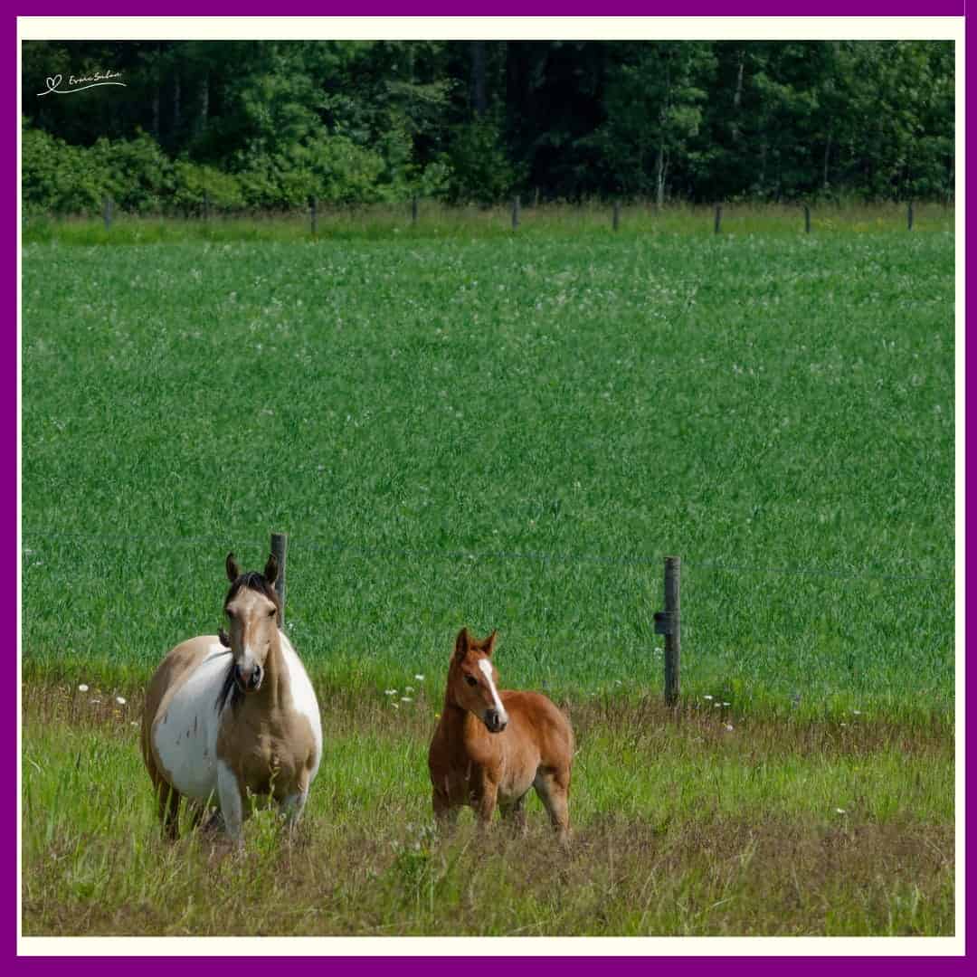 Horses lend us the wings we lack